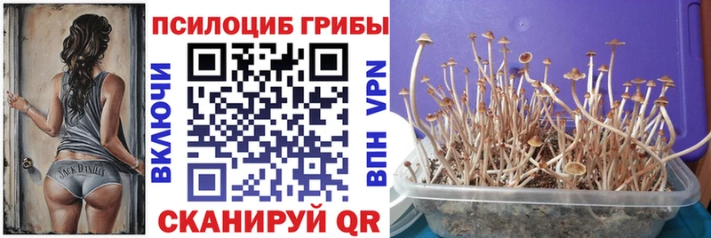 Псилоцибиновые грибы MAGIC MUSHROOMS  Купить закладки  Кемь 
